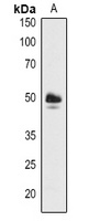 ABF3 Rabbit Polyclonal Antibody