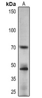 APRR1 Rabbit Polyclonal Antibody