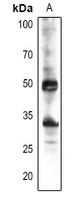 CYP38 Rabbit Polyclonal Antibody