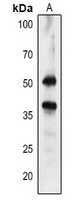 HPR Rabbit Polyclonal Antibody