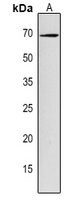 VHA-A Rabbit Polyclonal Antibody