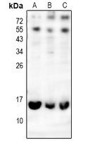 CD179a Rabbit Polyclonal Antibody