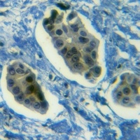 CD179a Rabbit Polyclonal Antibody