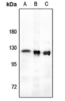 RB1 (Phospho-T821) Antibody