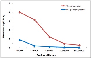SMAD2 (Phospho-T220) Antibody