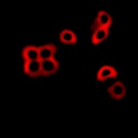 ATP1A1 (Phospho-S23) Rabbit Polyclonal Antibody