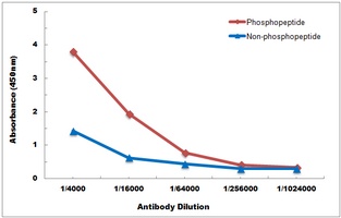 JAK2 (Phospho-Y221) Antibody