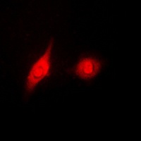 ERK1/2 (Phospho-Y204) Antibody