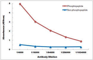 ERK1/2 (Phospho-Y204) Antibody