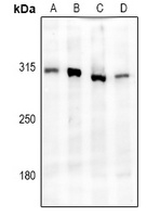 IP3R Rabbit Polyclonal Antibody