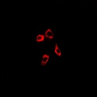 IP3R Rabbit Polyclonal Antibody