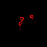 BLCAP Rabbit Polyclonal Antibody