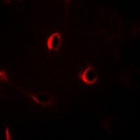 ECRG4 Rabbit Polyclonal Antibody