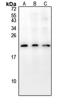 COX19 Rabbit Polyclonal Antibody