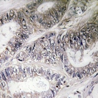 COX19 Rabbit Polyclonal Antibody