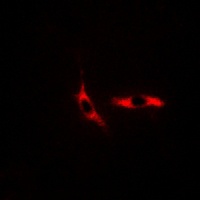 COX6C Rabbit Polyclonal Antibody