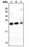 CEND1 Rabbit Polyclonal Antibody