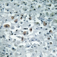 EIF1AY Rabbit Polyclonal Antibody