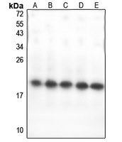 GPSM3 Antibody