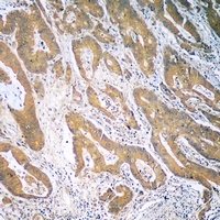 CCL19 Antibody