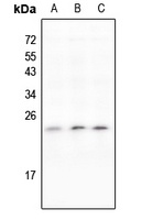 IL-11 Antibody