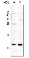 CXCL3 Antibody