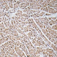 CXCL3 Antibody