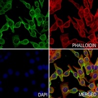 Occludin Rabbit Polyclonal Antibody