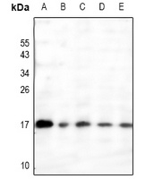 RAMP3 Rabbit Polyclonal Antibody