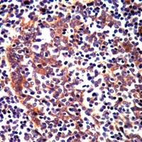 RAMP3 Rabbit Polyclonal Antibody