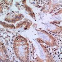 Cytochrome c Rabbit Polyclonal Antibody