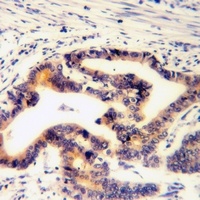 Paxillin (Phospho-S272) Rabbit Polyclonal Antibody
