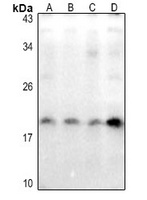 Caveolin 2 (Phospho-Y27) Rabbit Polyclonal Antibody