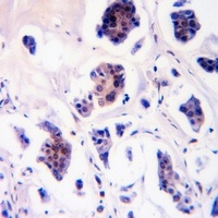 Caveolin 2 (Phospho-Y27) Rabbit Polyclonal Antibody