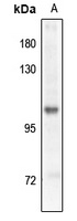 GABBR2 (Phospho-S893) Rabbit Polyclonal Antibody