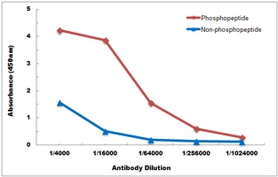 TRK B (Phospho-Y817) Antibody