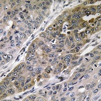 p130 Cas Rabbit Polyclonal Antibody