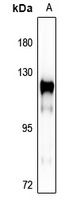 p130 Cas Rabbit Polyclonal Antibody