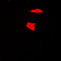NEK9 Rabbit Polyclonal Antibody