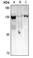 TAF4 Antibody