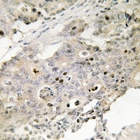 TAF4 Antibody