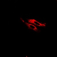 FARP2 Rabbit Polyclonal Antibody