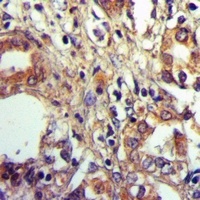 Alpha-2B Adrenergic Receptor Rabbit Polyclonal Antibody