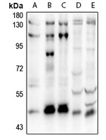 SOX8 Antibody