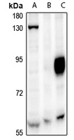 CAF-I p60 Rabbit Polyclonal Antibody