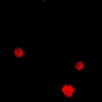 HLX Rabbit Polyclonal Antibody