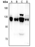 NCAM2 Rabbit Polyclonal Antibody