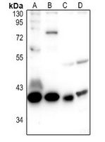 GPR109A Antibody