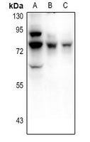 Frizzled 3 Rabbit Polyclonal Antibody