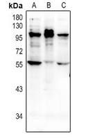 NMBR Rabbit Polyclonal Antibody